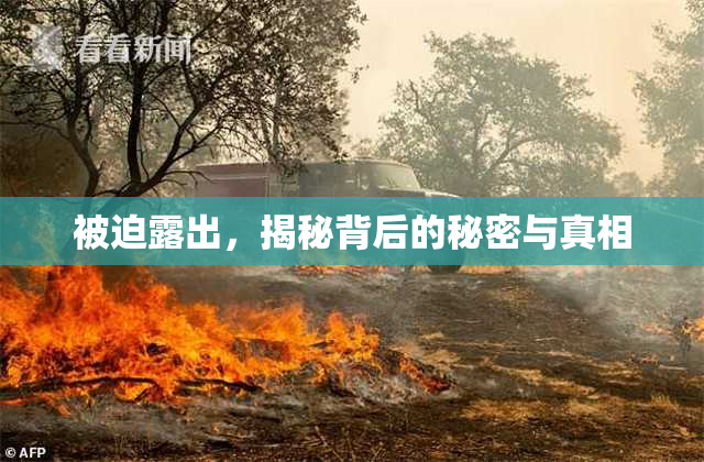 被迫露出，揭秘背后的秘密与真相