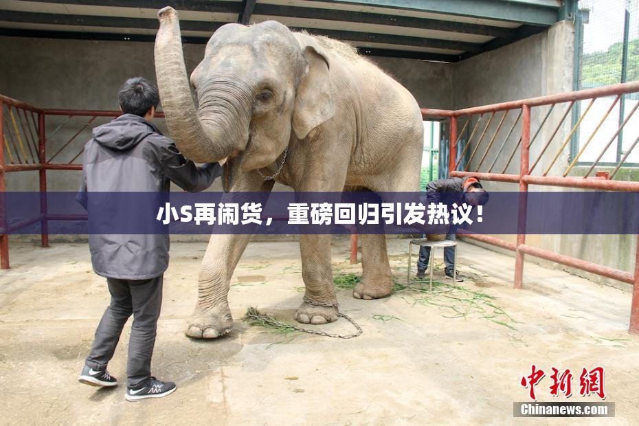 小S再闹货，重磅回归引发热议！