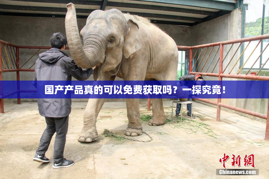 国产产品真的可以免费获取吗？一探究竟！