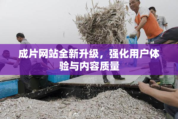 成片网站全新升级，强化用户体验与内容质量