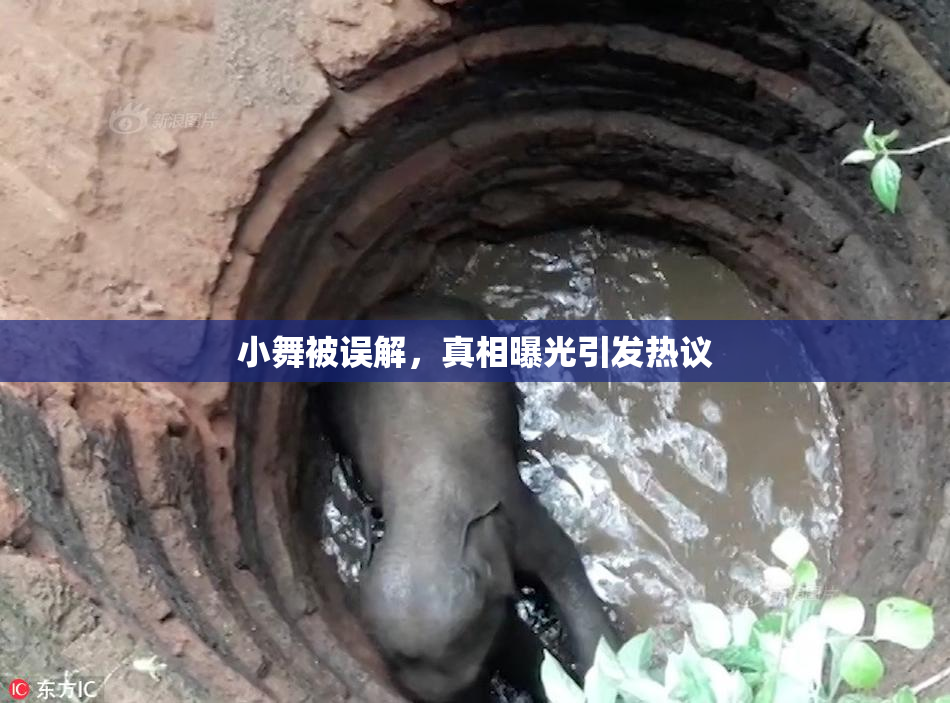 小舞被误解，真相曝光引发热议