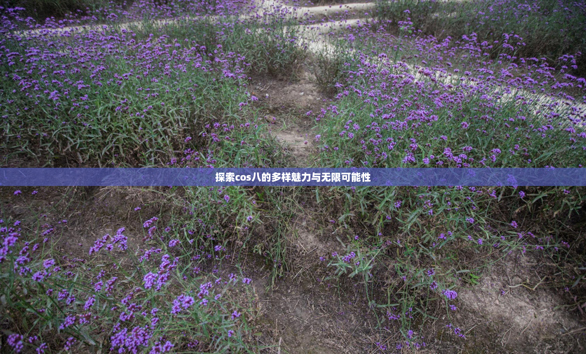 探索cos八的多样魅力与无限可能性