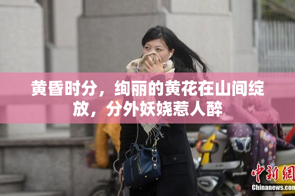 黄昏时分，绚丽的黄花在山间绽放，分外妖娆惹人醉