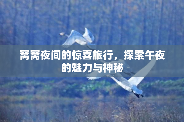 窝窝夜间的惊喜旅行，探索午夜的魅力与神秘