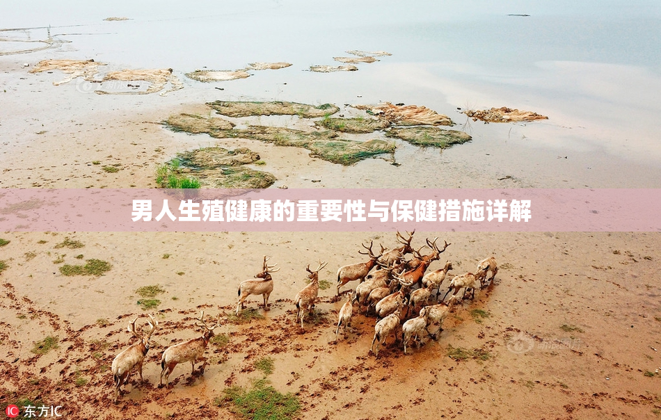 男人生殖健康的重要性与保健措施详解