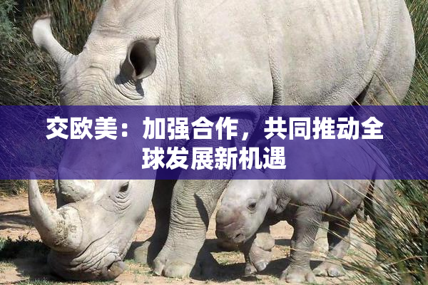 交欧美：加强合作，共同推动全球发展新机遇