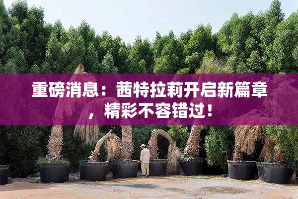 重磅消息：茜特拉莉开启新篇章，精彩不容错过！