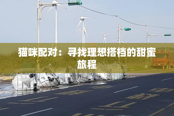 猫咪配对：寻找理想搭档的甜蜜旅程
