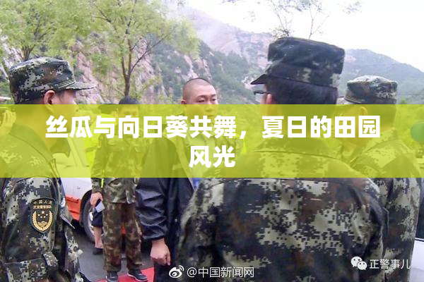 丝瓜与向日葵共舞，夏日的田园风光