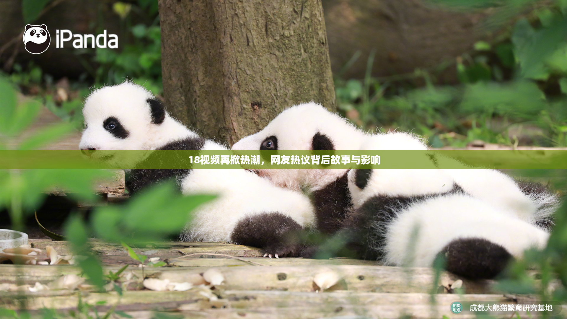 18视频再掀热潮，网友热议背后故事与影响