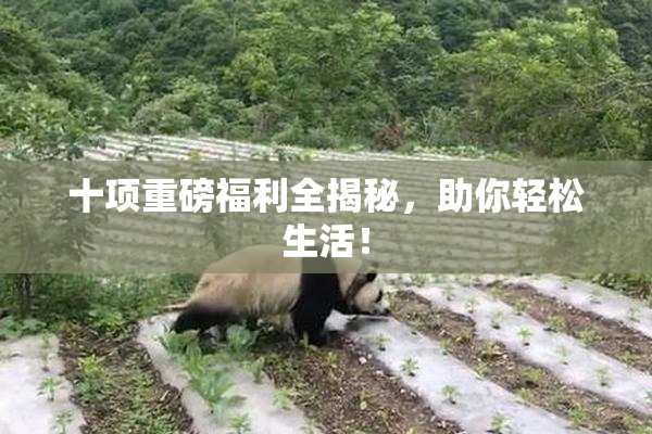 十项重磅福利全揭秘，助你轻松生活！