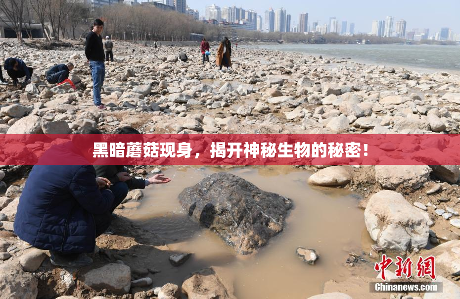 黑暗蘑菇现身，揭开神秘生物的秘密！
