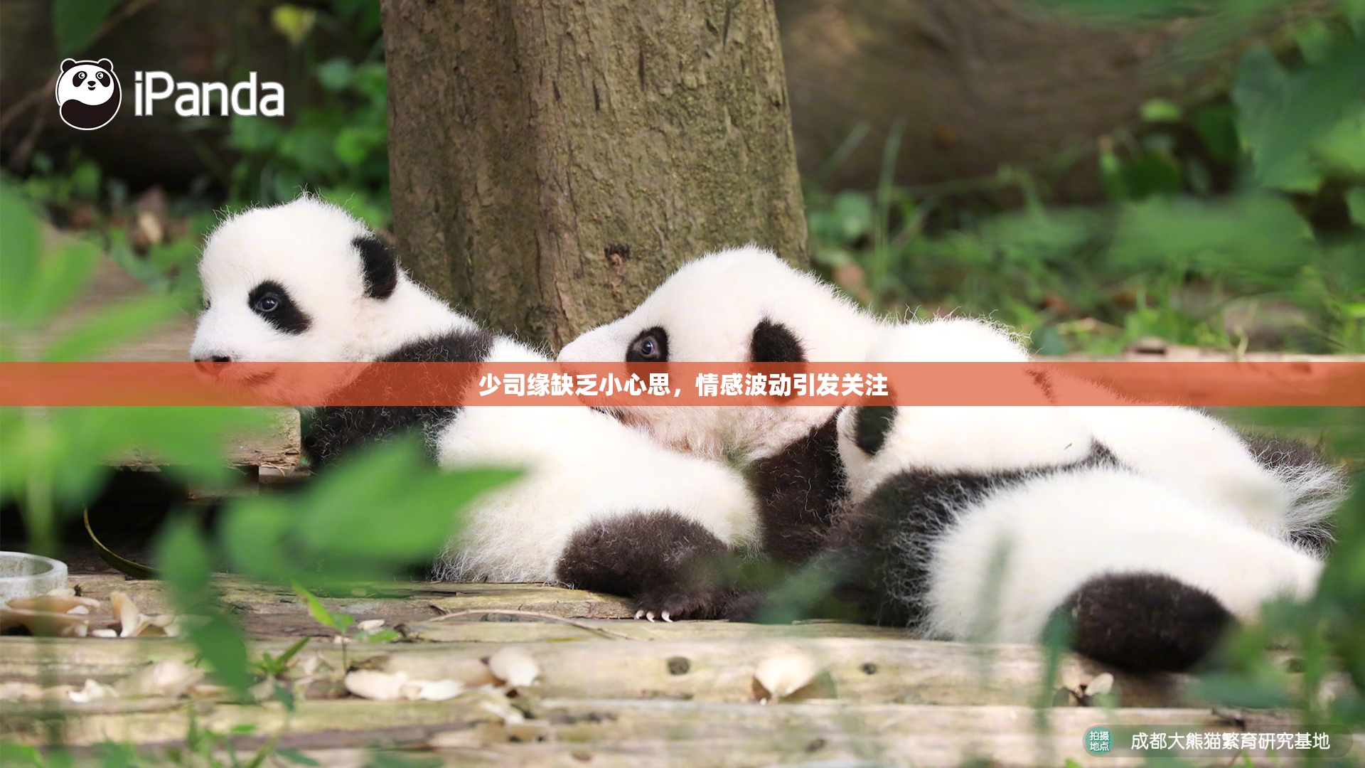 少司缘缺乏小心思，情感波动引发关注