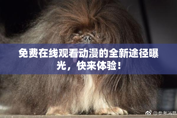 免费在线观看动漫的全新途径曝光，快来体验！