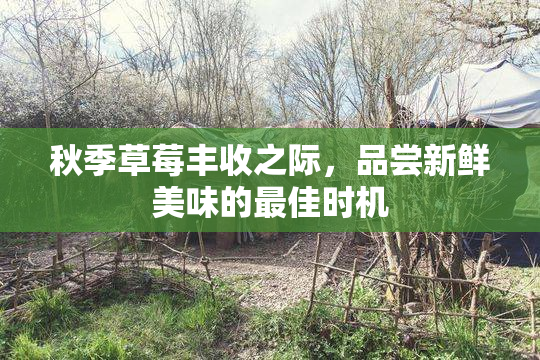 秋季草莓丰收之际，品尝新鲜美味的最佳时机