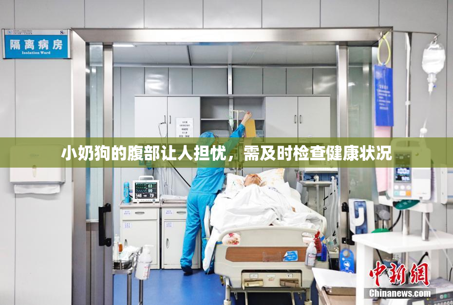 小奶狗的腹部让人担忧，需及时检查健康状况