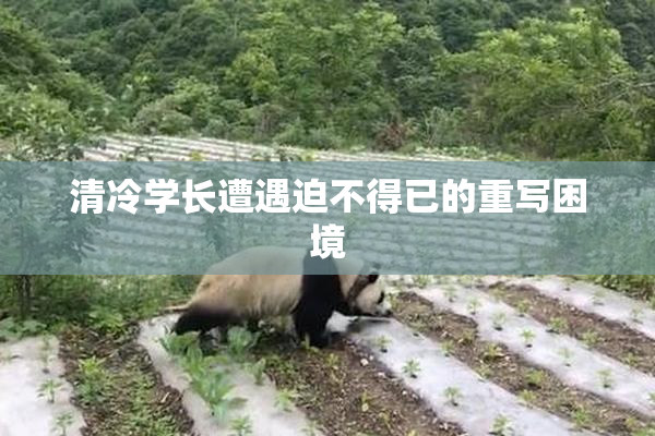 清冷学长遭遇迫不得已的重写困境