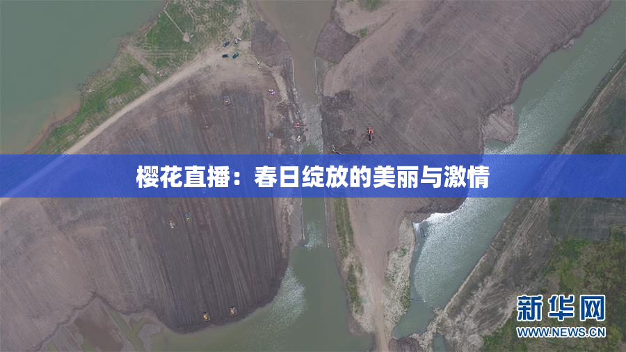 樱花直播：春日绽放的美丽与激情