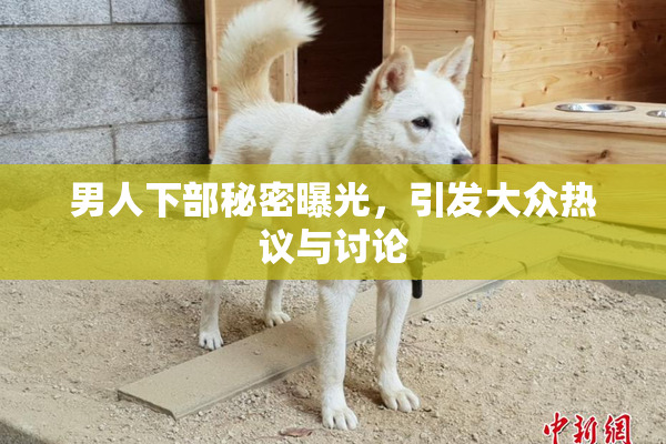 男人下部秘密曝光，引发大众热议与讨论