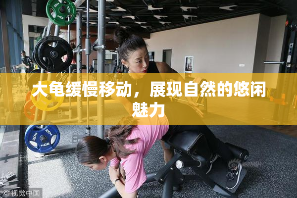 大龟缓慢移动，展现自然的悠闲魅力