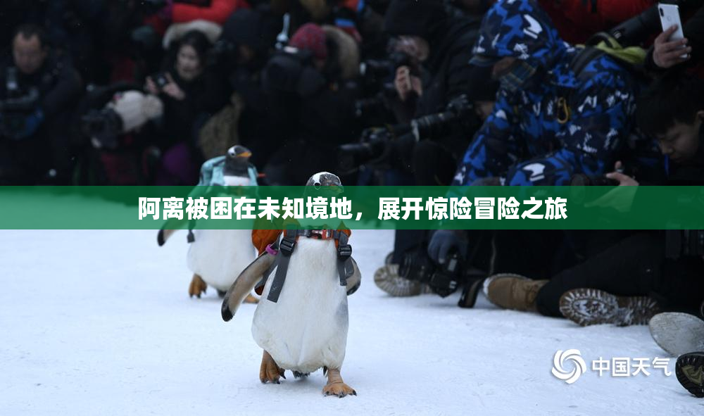 阿离被困在未知境地，展开惊险冒险之旅
