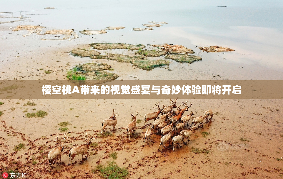 樱空桃A带来的视觉盛宴与奇妙体验即将开启