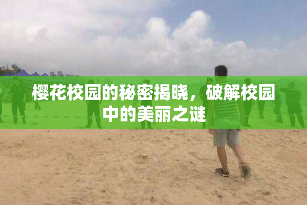 樱花校园的秘密揭晓，破解校园中的美丽之谜