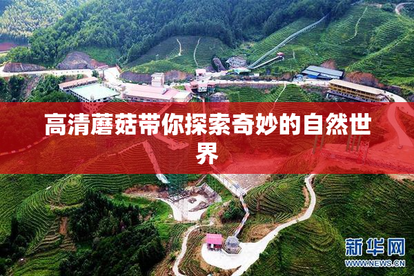 高清蘑菇带你探索奇妙的自然世界