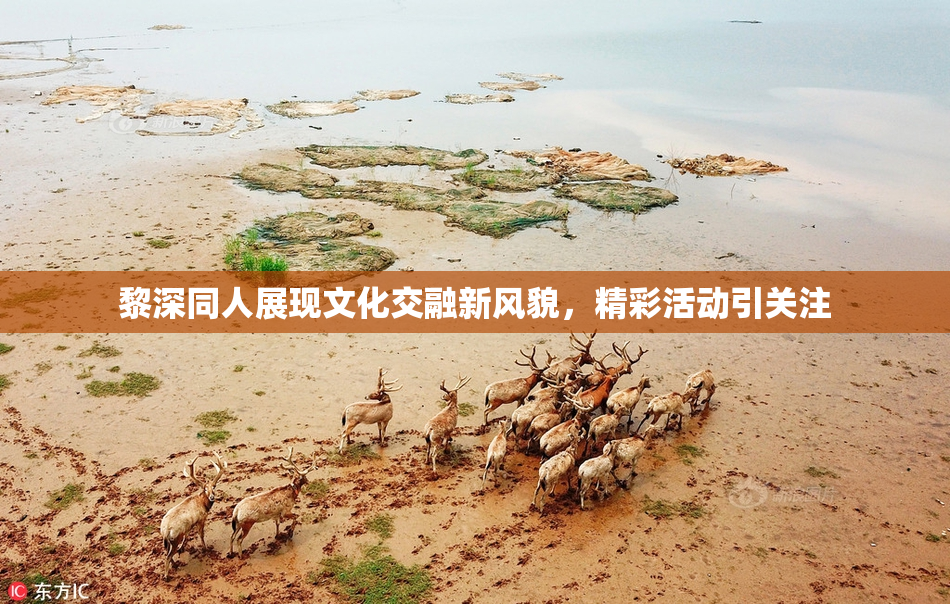 黎深同人展现文化交融新风貌，精彩活动引关注