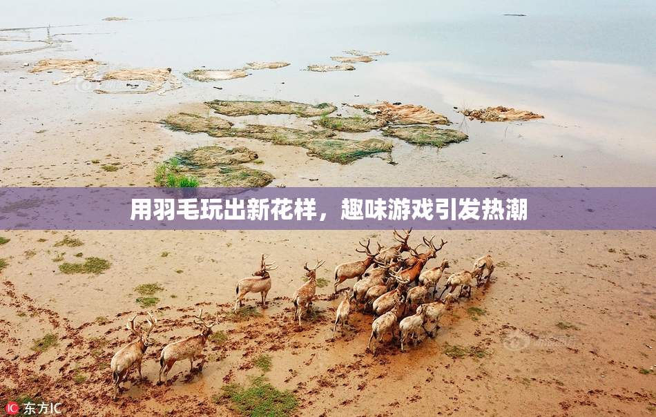 用羽毛玩出新花样，趣味游戏引发热潮