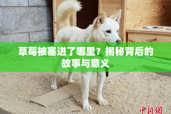草莓被塞进了哪里？揭秘背后的故事与意义