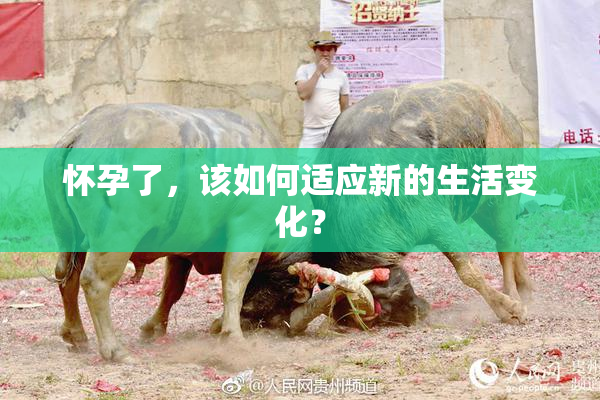 怀孕了，该如何适应新的生活变化？