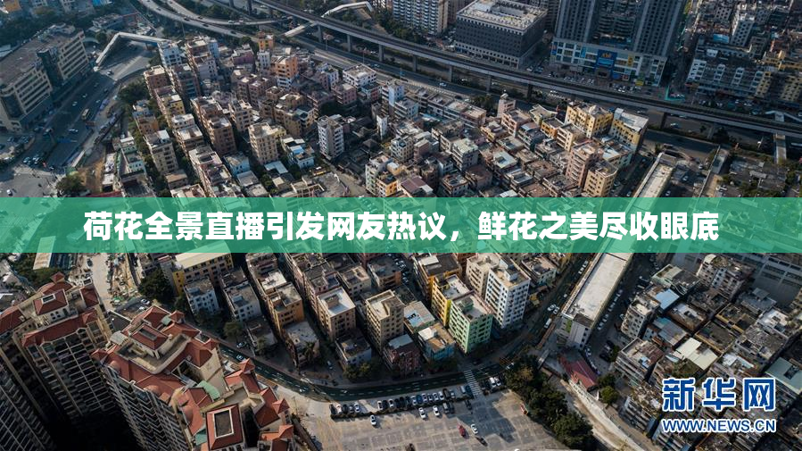 荷花全景直播引发网友热议，鲜花之美尽收眼底