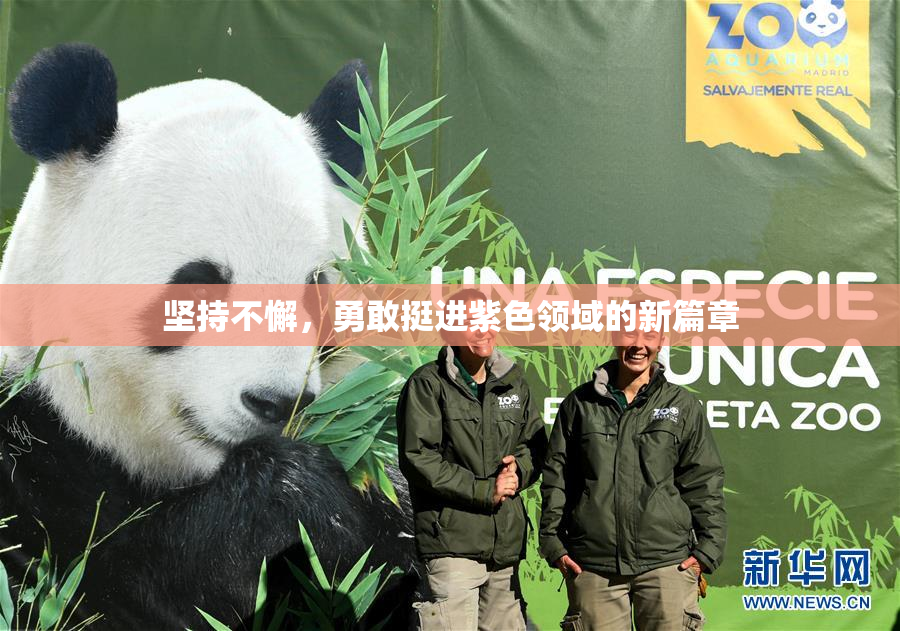 坚持不懈，勇敢挺进紫色领域的新篇章