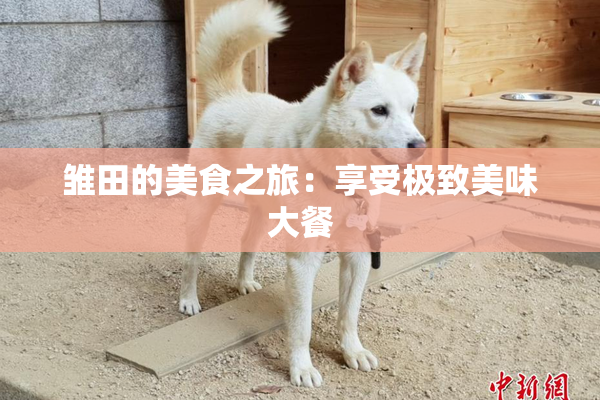 雏田的美食之旅：享受极致美味大餐