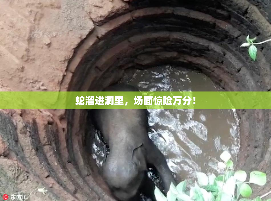蛇溜进洞里，场面惊险万分！