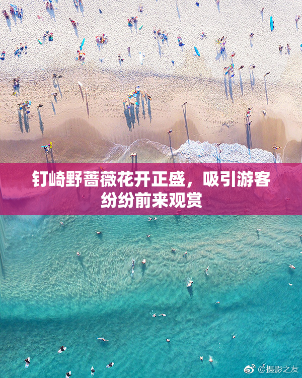 钉崎野蔷薇花开正盛，吸引游客纷纷前来观赏