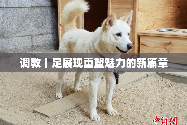 调教丨足展现重塑魅力的新篇章