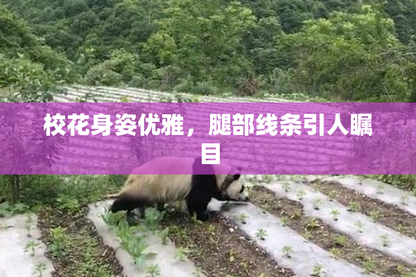校花身姿优雅，腿部线条引人瞩目