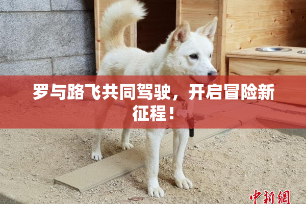 罗与路飞共同驾驶，开启冒险新征程！