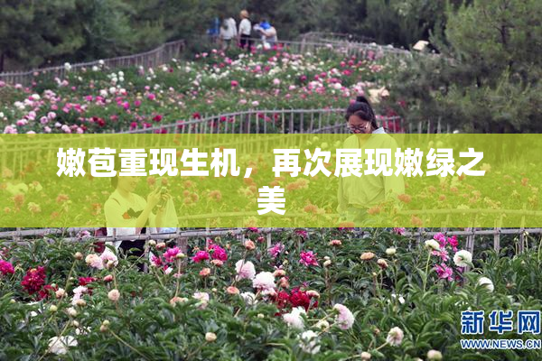 嫩苞重现生机，再次展现嫩绿之美