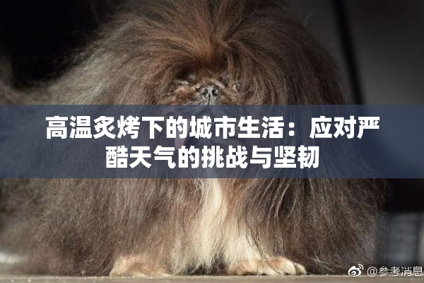 高温炙烤下的城市生活：应对严酷天气的挑战与坚韧