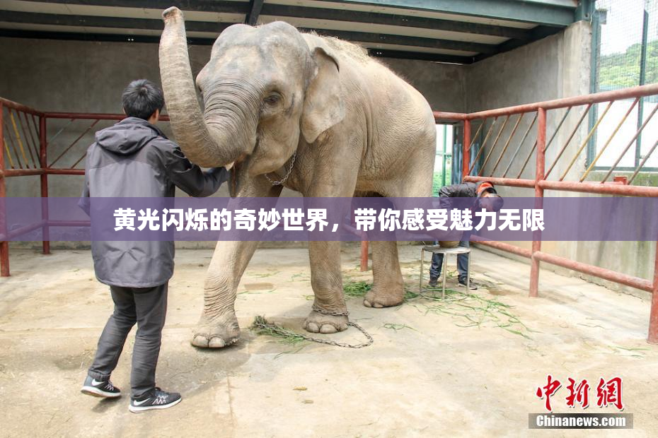 黄光闪烁的奇妙世界，带你感受魅力无限