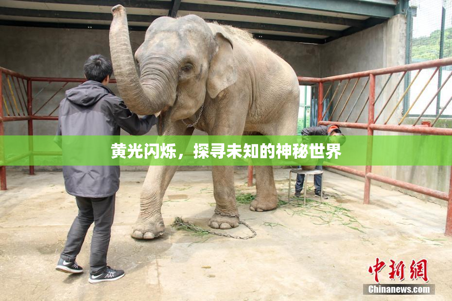 黄光闪烁，探寻未知的神秘世界