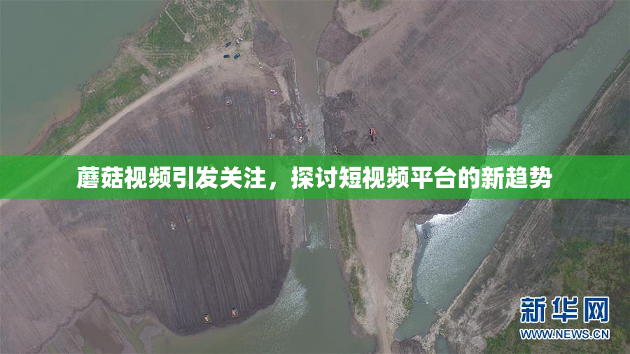 蘑菇视频引发关注，探讨短视频平台的新趋势