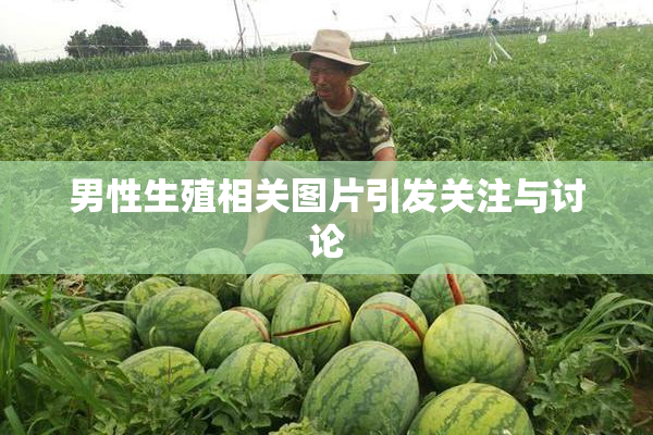 男性生殖相关图片引发关注与讨论
