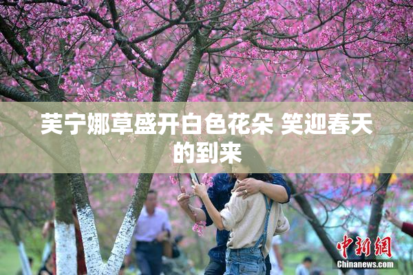 芙宁娜草盛开白色花朵 笑迎春天的到来