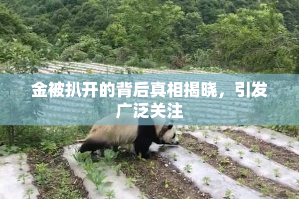 金被扒开的背后真相揭晓，引发广泛关注