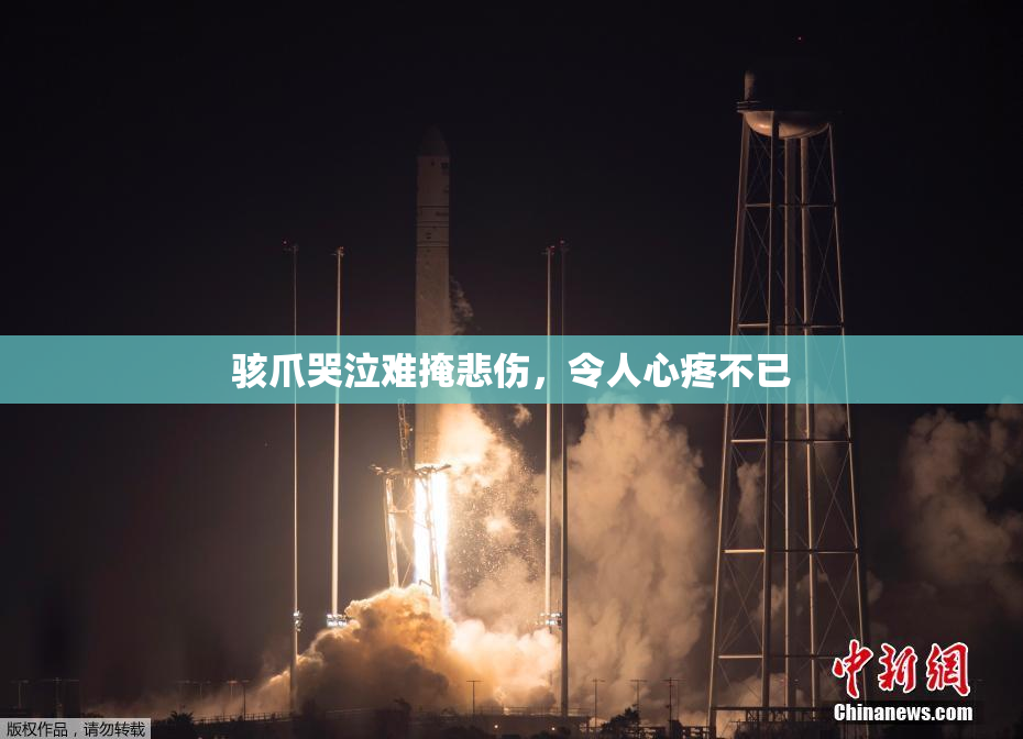 骇爪哭泣难掩悲伤，令人心疼不已