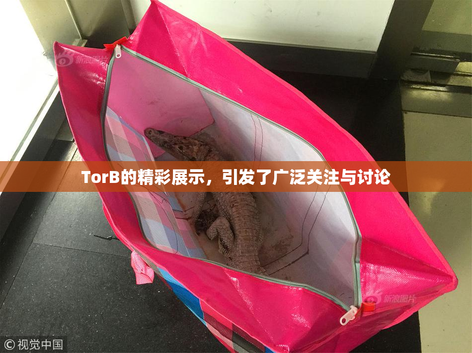 TorB的精彩展示，引发了广泛关注与讨论